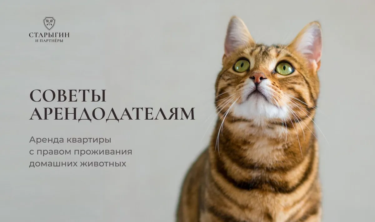 Аренда квартиры с правом проживания домашних животных: советы арендодателям