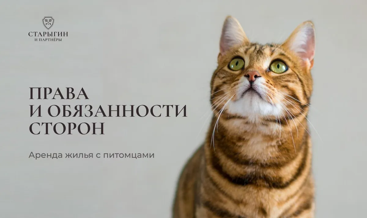 Аренда жилья с питомцами: права и обязанности сторон