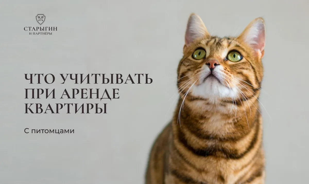 Что учитывать при аренде квартиры с питомцами