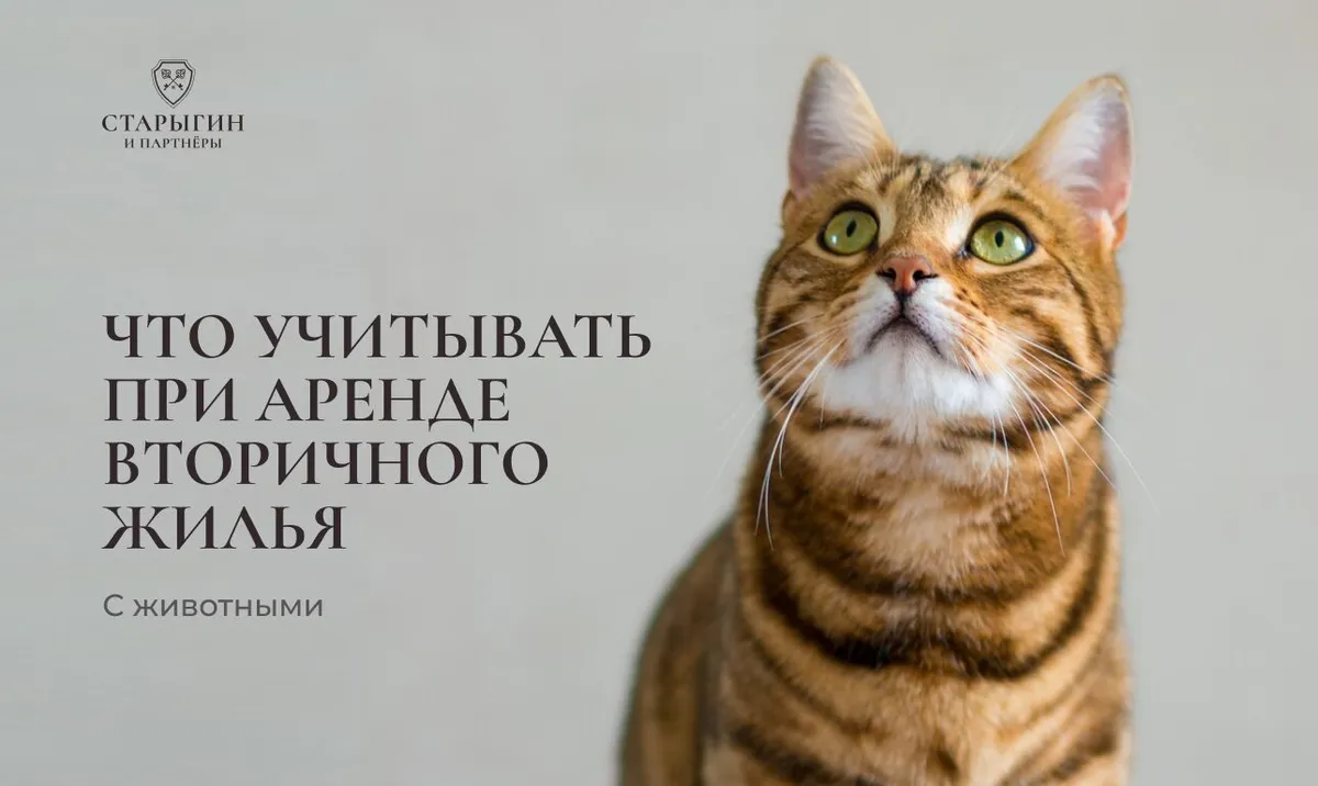 Что учитывать при аренде вторичного жилья с животными