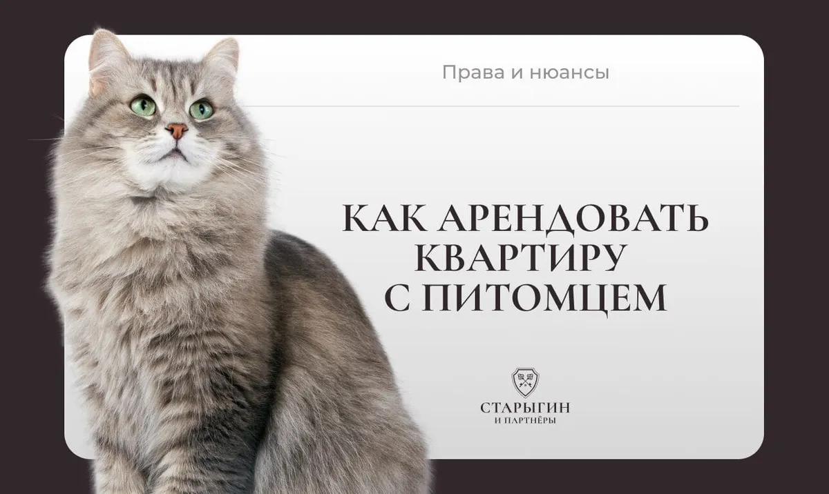 Как арендовать квартиру с питомцем: права и нюансы